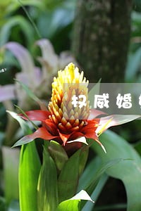 权威婚姻家庭离婚律师 权威婚姻家庭离婚律师