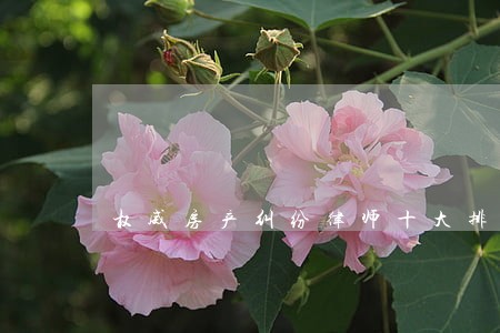 权威房产纠纷律师十大排名 权威房产纠纷律师十大排名