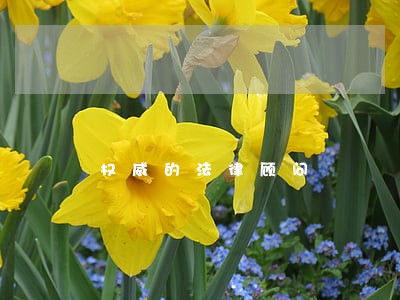 权威的法律顾问 权威的法律顾问