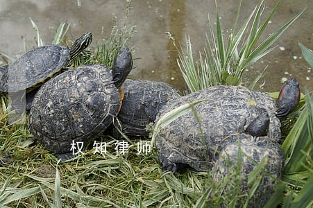 权知律师 权知律师