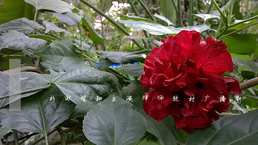 杉田智和主演律师题材广播剧