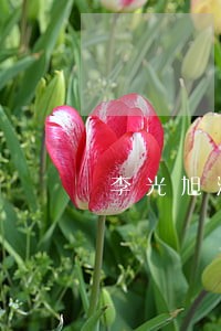 李光旭法院公示