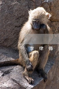 李律师我问一下