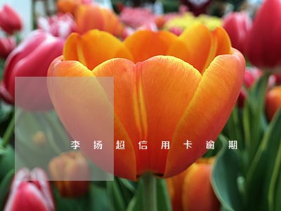李扬超信用卡逾期