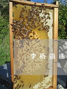 李桥镇违法建筑 李桥镇违法建筑