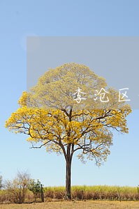 李沧区侵权纠纷律师孙涛