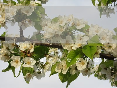 李的冬暖夏凉下载网盘 李的冬暖夏凉下载网盘