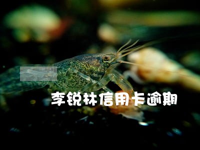 李锐林信用卡逾期