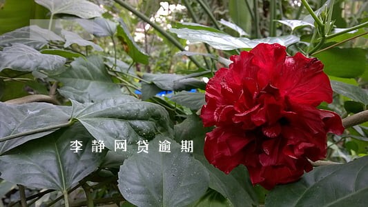 李静网贷逾期 李静网贷逾期