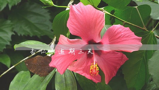 杏仁派逾期三天 杏仁派逾期三天