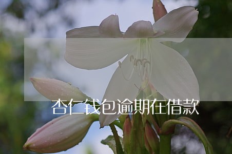 杏仁钱包逾期在借款 杏仁钱包逾期在借款