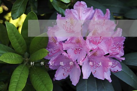 村书记低价占有土地 村书记低价占有土地