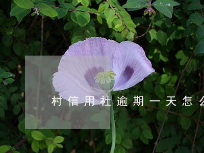 村信用社逾期一天怎么办