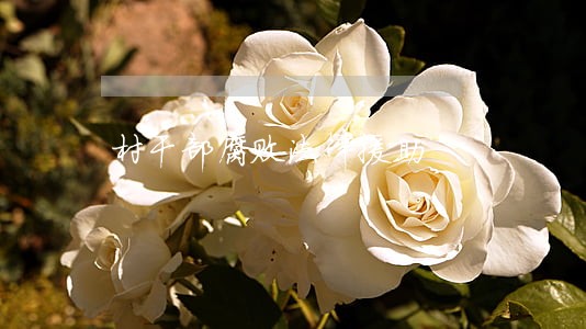 村干部腐败法律援助 村干部腐败法律援助
