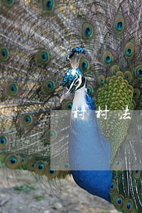 村村法律顾问经济合同 村村法律顾问经济合同