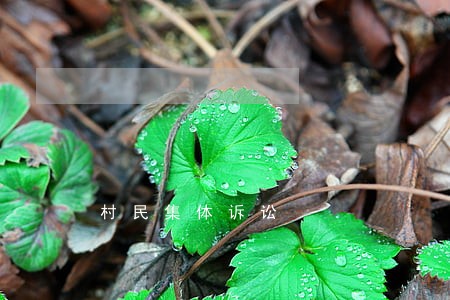 村民集体诉讼 村民集体诉讼