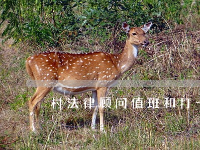 村法律顾问值班和打卡 村法律顾问值班和打卡