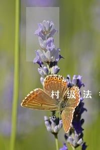 村级法律顾问制度免费 村级法律顾问制度免费