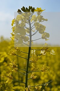 村规违法如何起诉 村规违法如何起诉