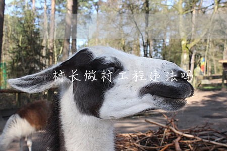 村长做村工程违法吗 村长做村工程违法吗