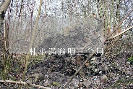 杜小满逾期三个月 杜小满逾期三个月