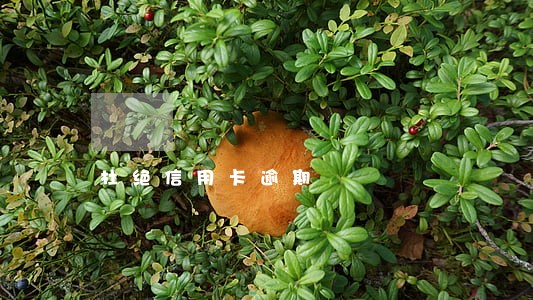 杜绝信用卡逾期 杜绝信用卡逾期