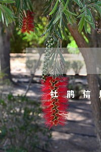 杜鹃信用卡逾期停用