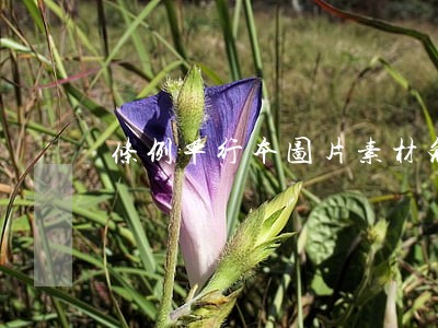 条例单行本图片素材免费下载 条例单行本图片素材免费下载
