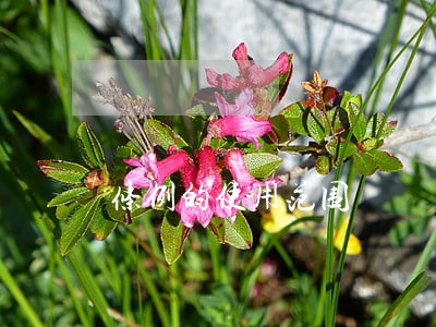 条例的使用范围 条例的使用范围