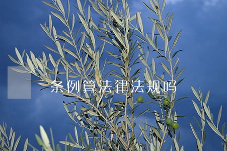 条例算法律法规吗 条例算法律法规吗