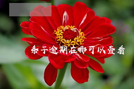 条子逾期在哪可以查看 条子逾期在哪可以查看