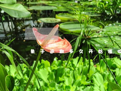 条子逾期多久开始催收