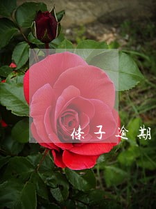 条子逾期怎样协商 条子逾期怎样协商