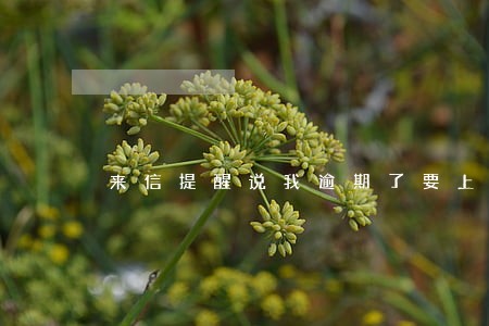 来信提醒说我逾期了要上报征信 来信提醒说我逾期了要上报征信