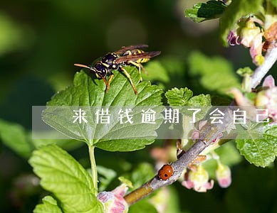 来借钱逾期了会自己扣款吗 来借钱逾期了会自己扣款吗