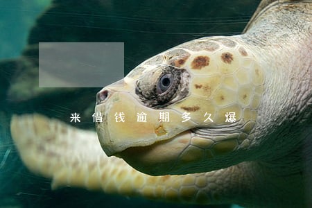 来借钱逾期多久爆