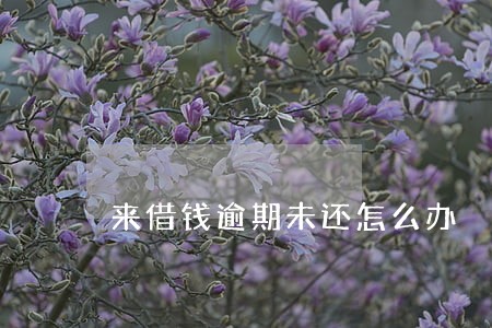 来借钱逾期未还怎么办 来借钱逾期未还怎么办