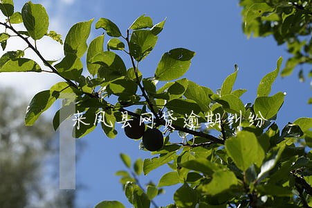 来凤县网贷逾期纠纷