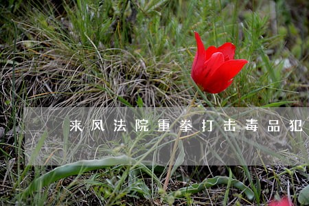 来凤法院重拳打击毒品犯罪 来凤法院重拳打击毒品犯罪