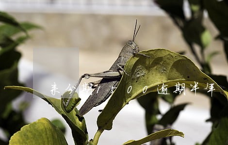 来分期1500逾期半年 来分期1500逾期半年