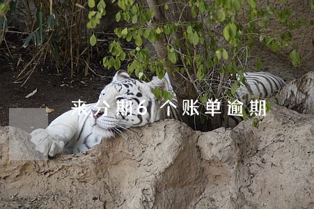 来分期6个账单逾期 来分期6个账单逾期