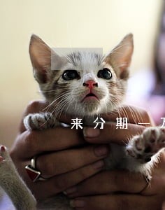 来分期一万一个月逾期费是多少 来分期一万一个月逾期费是多少