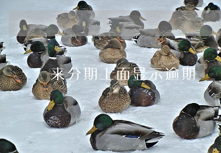 来分期上面显示逾期