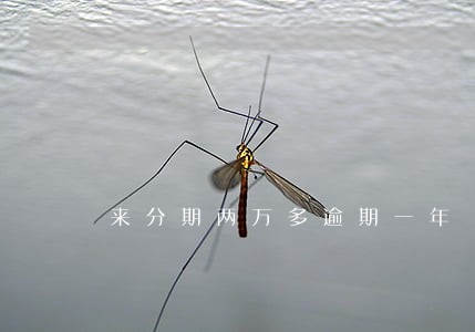 来分期两万多逾期一年 来分期两万多逾期一年