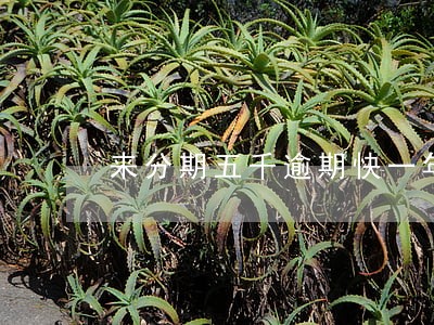 来分期五千逾期快一年了怎么办 来分期五千逾期快一年了怎么办