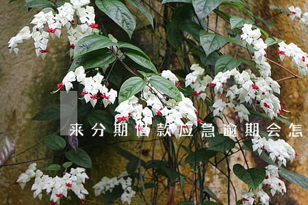 来分期借款应急逾期会怎么样 来分期借款应急逾期会怎么样
