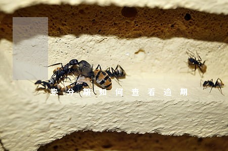 来分期如何查看逾期 来分期如何查看逾期