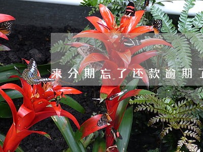 来分期忘了还款逾期了