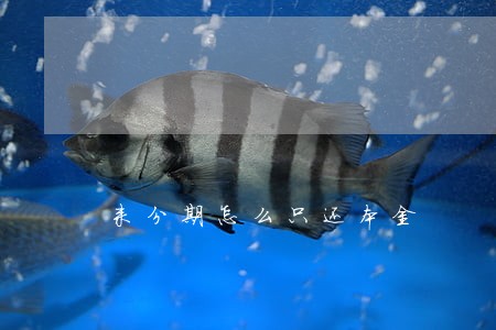 来分期怎么只还本金 来分期怎么只还本金