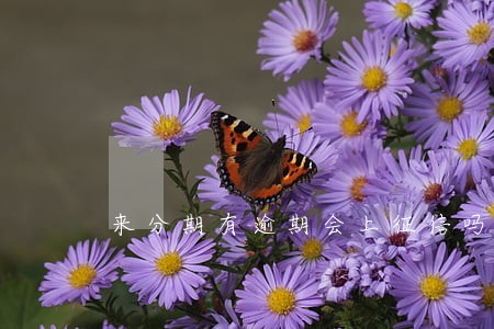 来分期有逾期会上征信吗